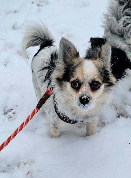 Inigo Montoya, an adoptable Papillon in Troy, VA, 22974 | Photo Image 2