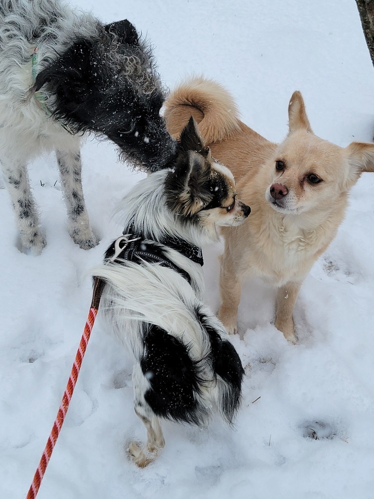 Inigo Montoya, an adoptable Papillon in Troy, VA, 22974 | Photo Image 3