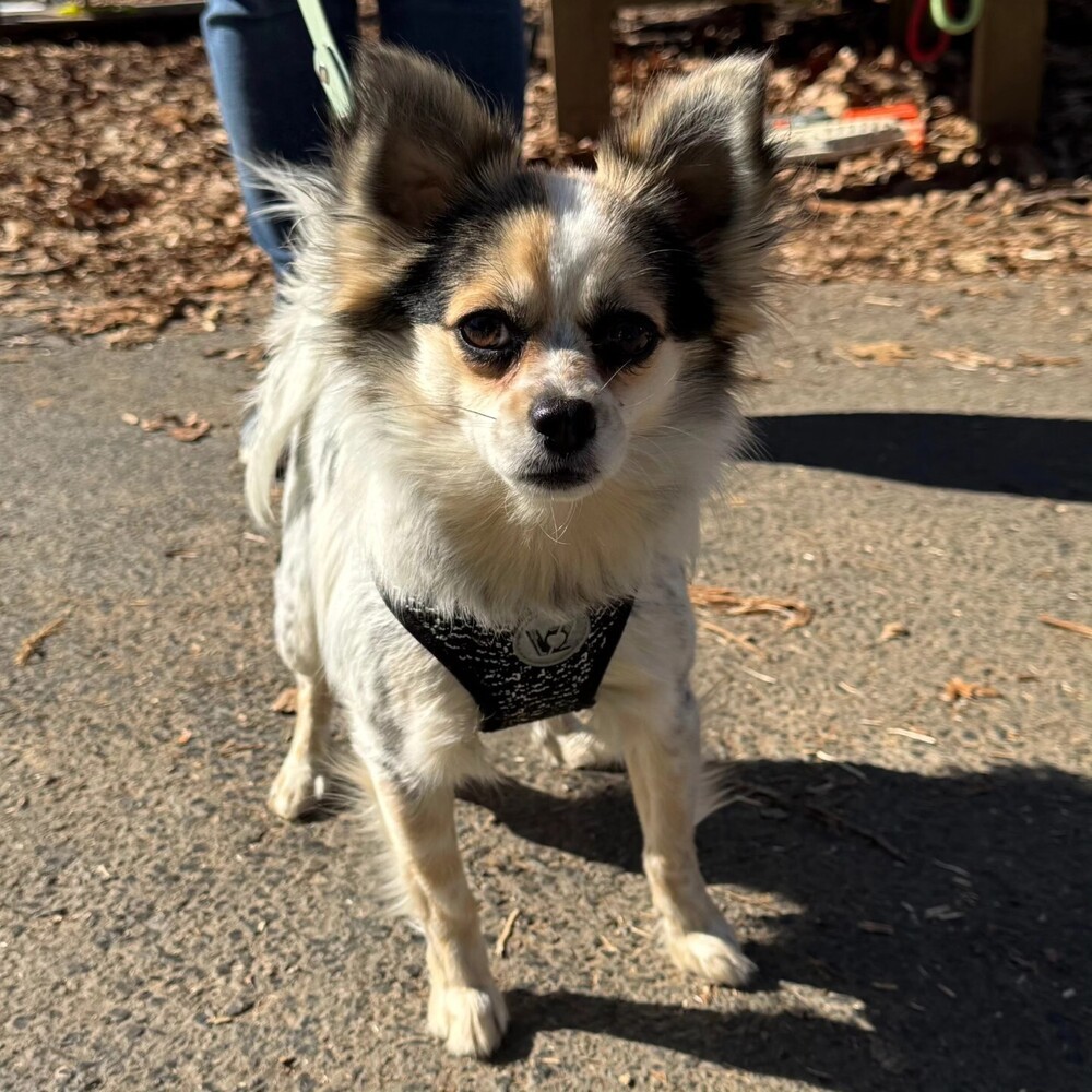 Inigo Montoya, an adoptable Papillon in Troy, VA, 22974 | Photo Image 4