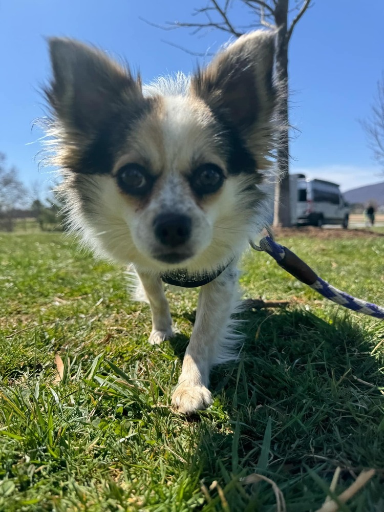 Inigo Montoya, an adoptable Papillon in Troy, VA, 22974 | Photo Image 5