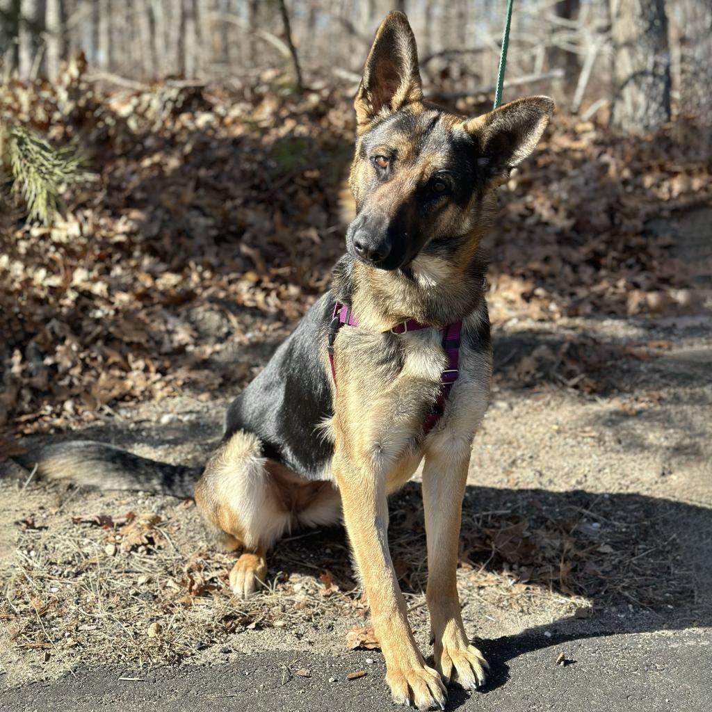 Ripley