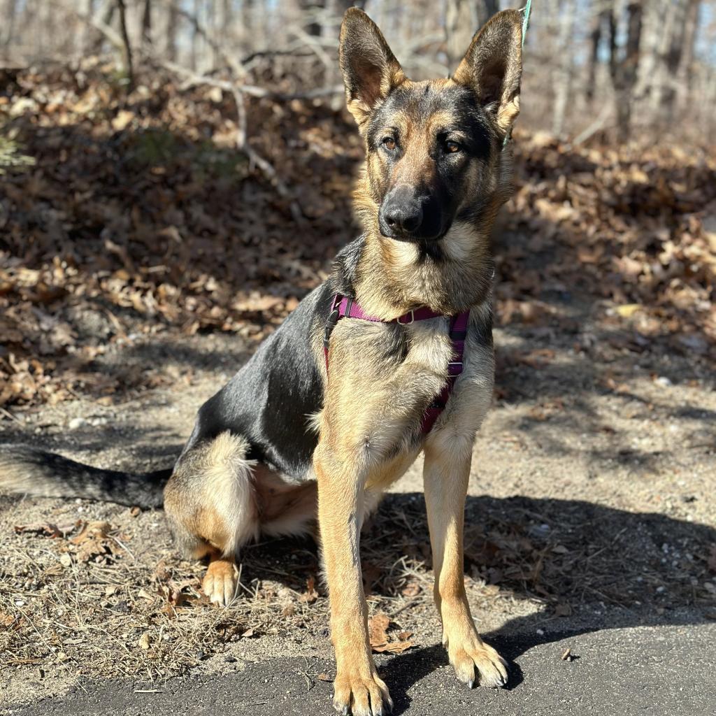 Ripley