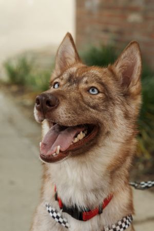Rose *Foster Needed*, Young Female Siberian Husky