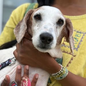Rocket is one of the 52 dogs recently rescued from the hoarding case in Floridas Panhandle Sadly 
