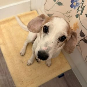 Rocket our perfect little beagle mix is still searching for his forever home Although hes a bit 