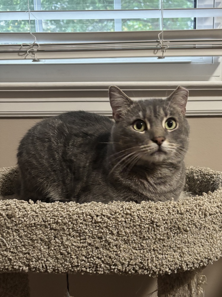 MERCURY