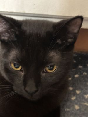 Rolo, Baby Male Domestic Short Hair