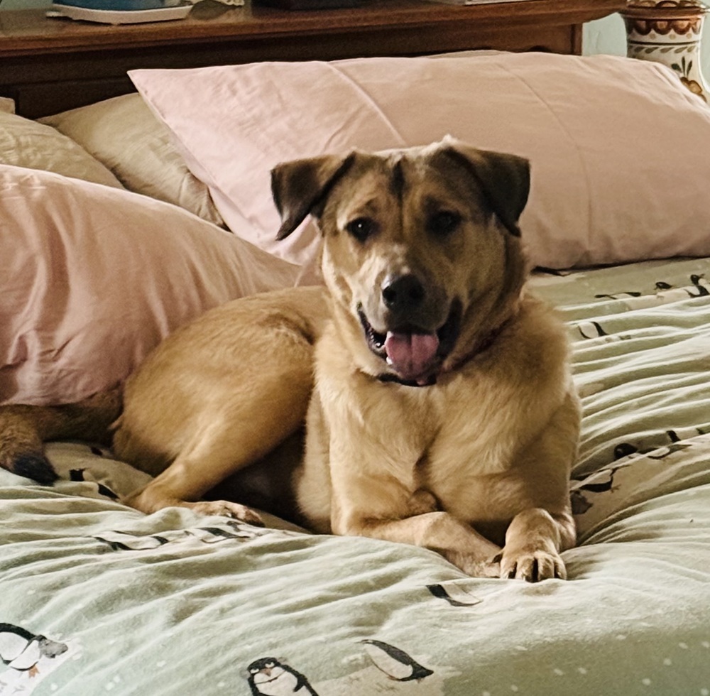 Daniel, an adoptable Shepherd in The Dalles, OR, 97058 | Photo Image 1
