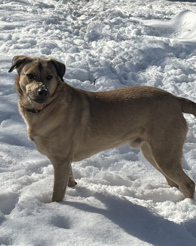 Daniel, an adoptable Shepherd in The Dalles, OR, 97058 | Photo Image 2