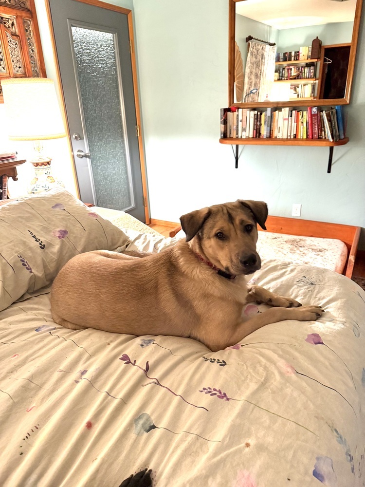 Daniel, an adoptable Shepherd in The Dalles, OR, 97058 | Photo Image 3