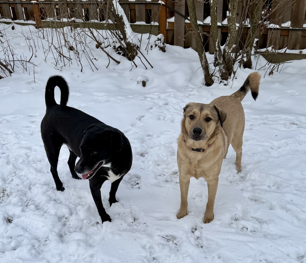 Daniel, an adoptable Shepherd in The Dalles, OR, 97058 | Photo Image 4