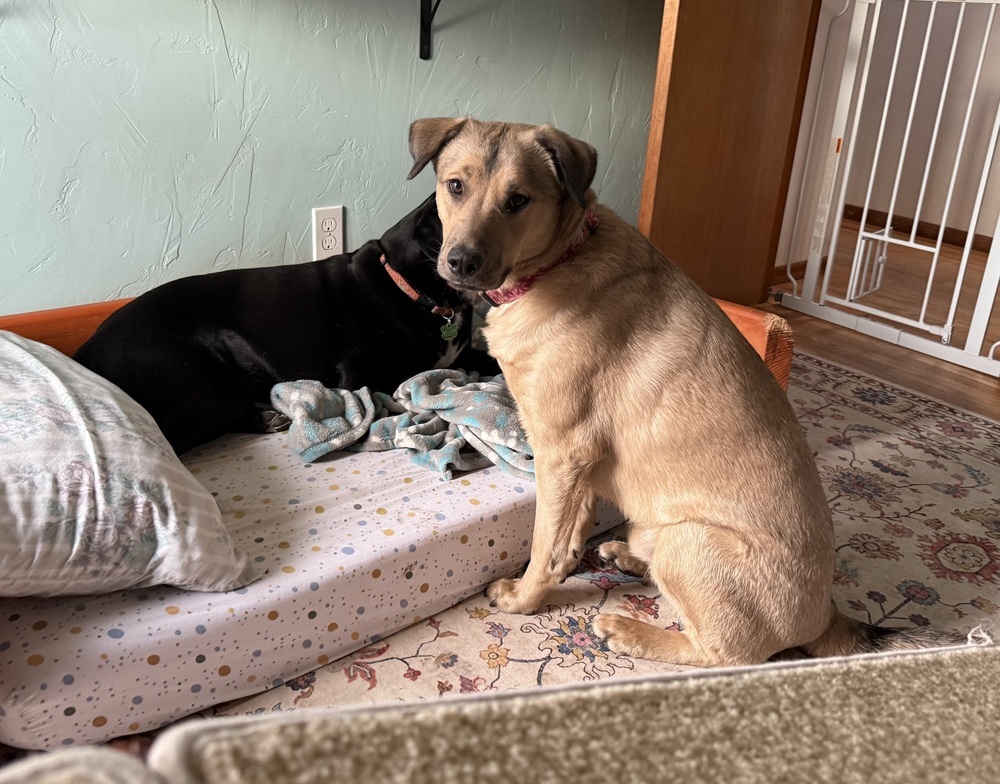 Daniel, an adoptable Shepherd in The Dalles, OR, 97058 | Photo Image 5