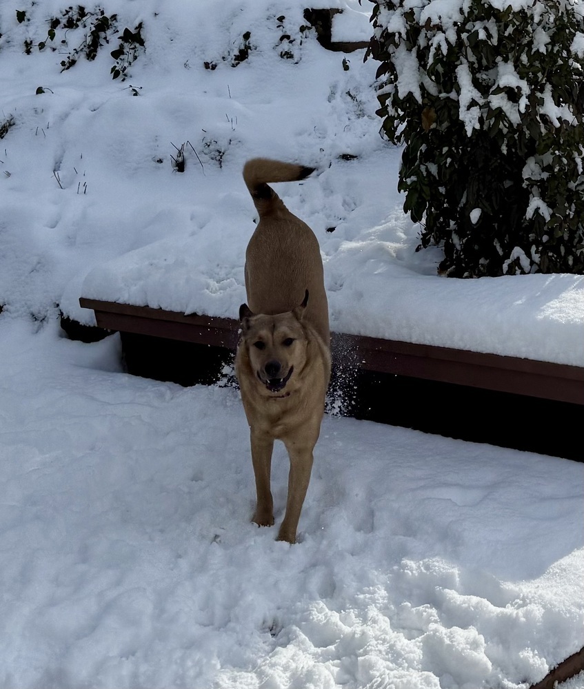 Daniel, an adoptable Shepherd in The Dalles, OR, 97058 | Photo Image 6