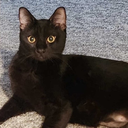 Nico (Sylvester)
