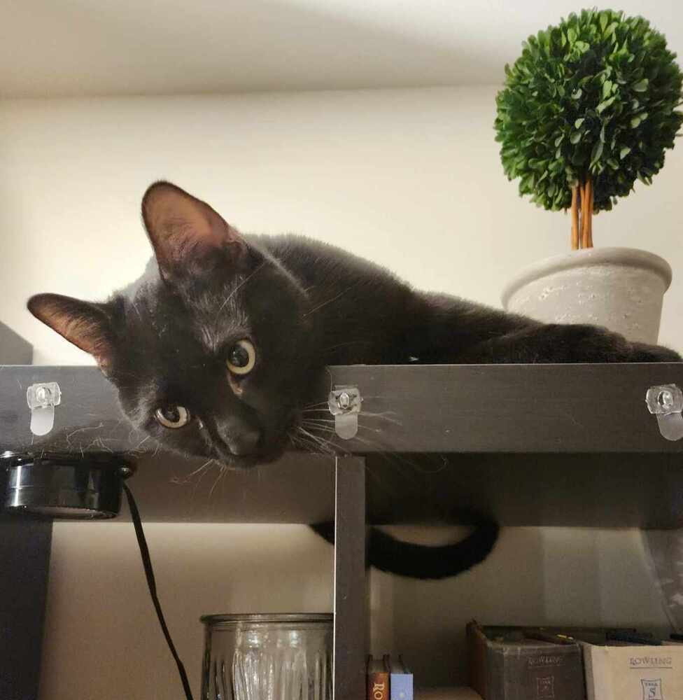 Nico (Sylvester)