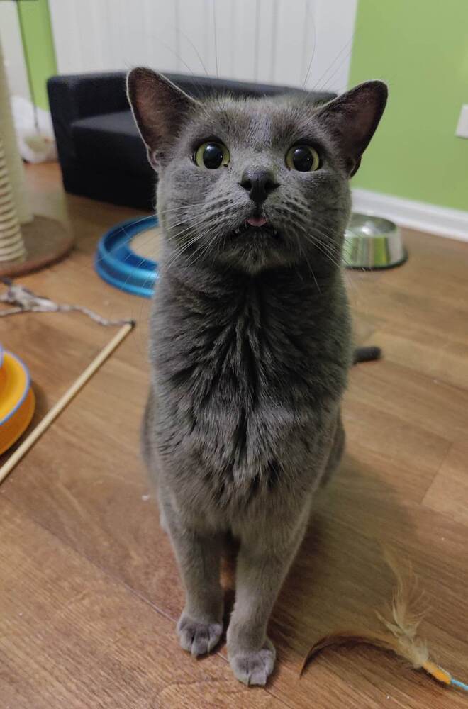 Ash