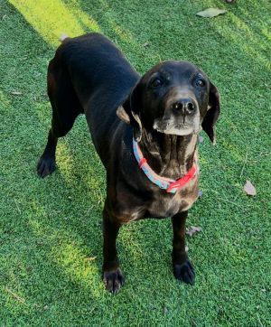 Meet Florence Back on February 6 we posted an urgent plea begging for foster help on our social me