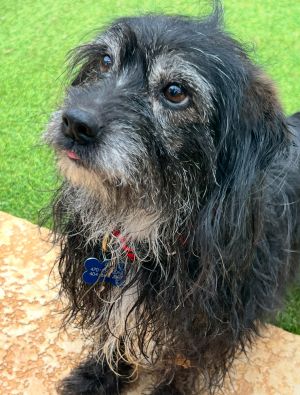 Meet Bandit - a special boy looking for a special home Bandit came to us from HUGE hoarding case we