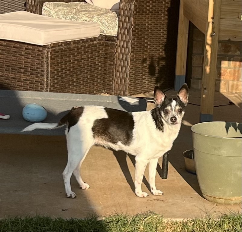 Miss Bonnie