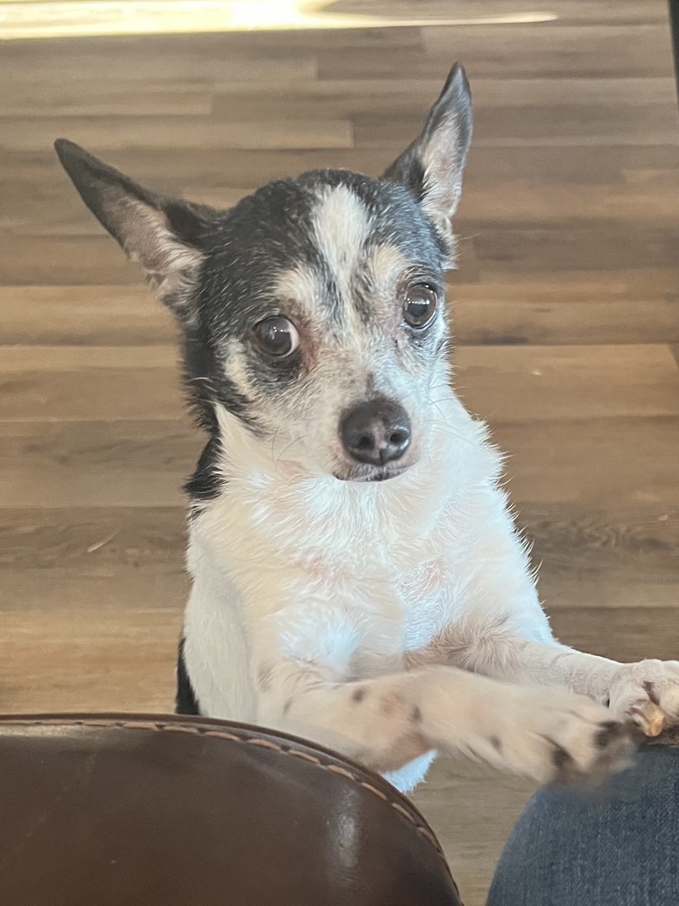Miss Bonnie