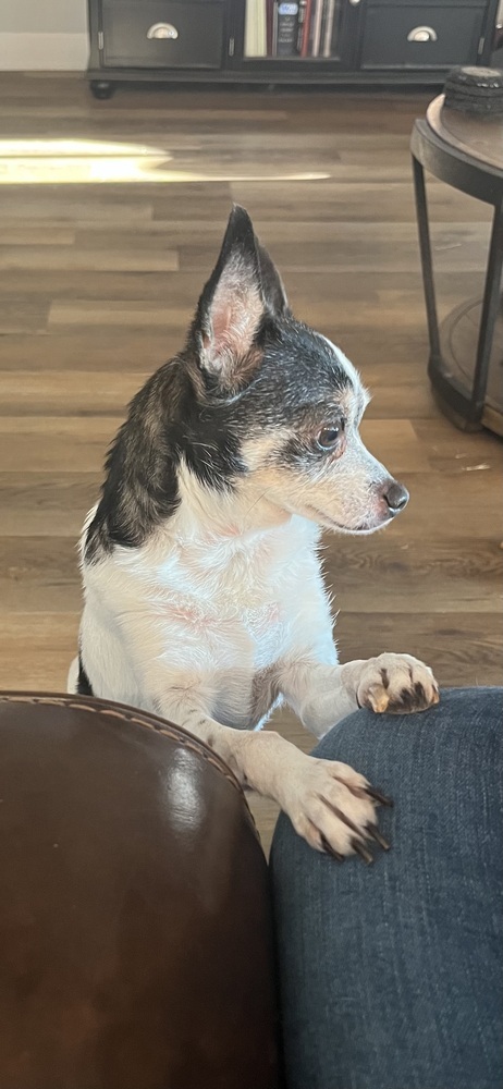 Miss Bonnie
