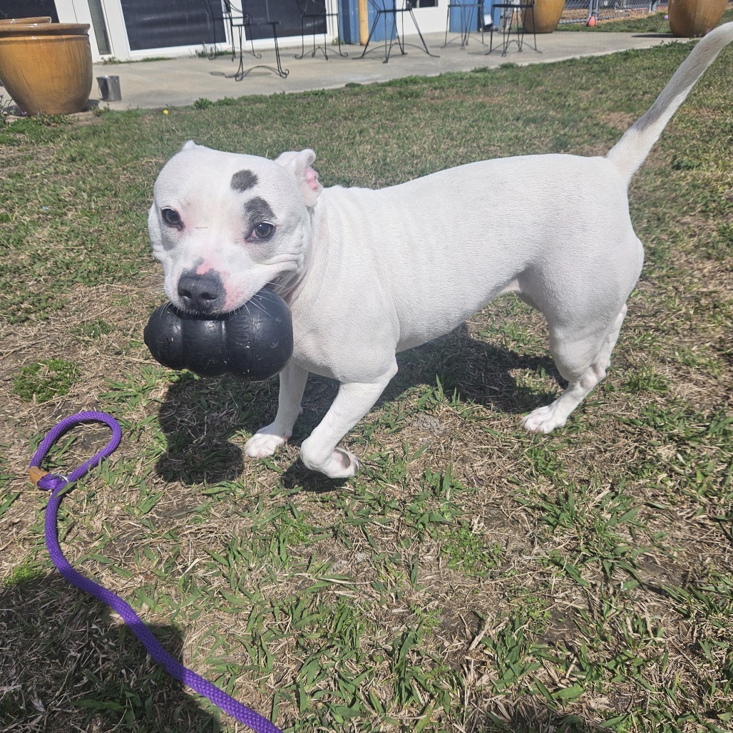 Bella