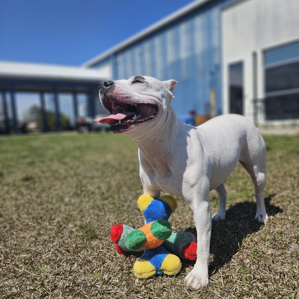 Bella