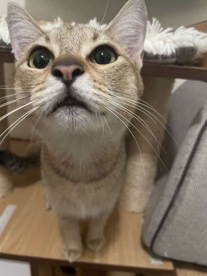 Slinker
