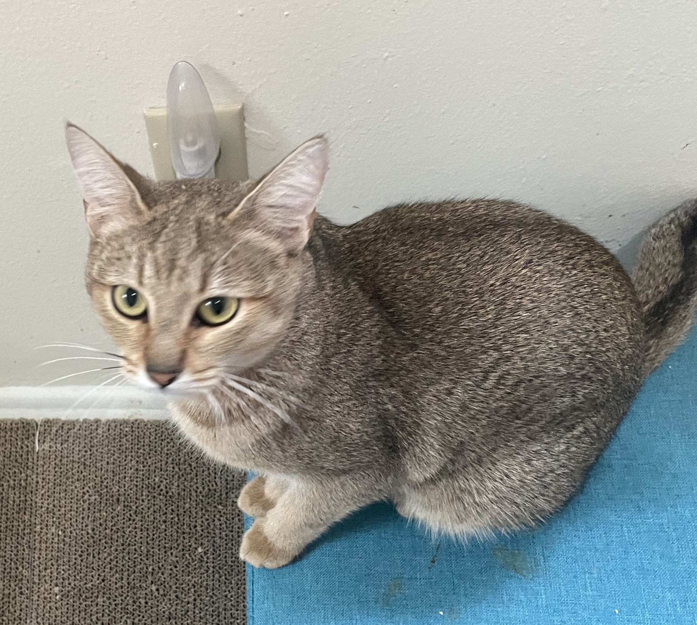 Slinker, an adoptable Domestic Short Hair, Chausie in Bothell, WA, 98012 | Photo Image 2
