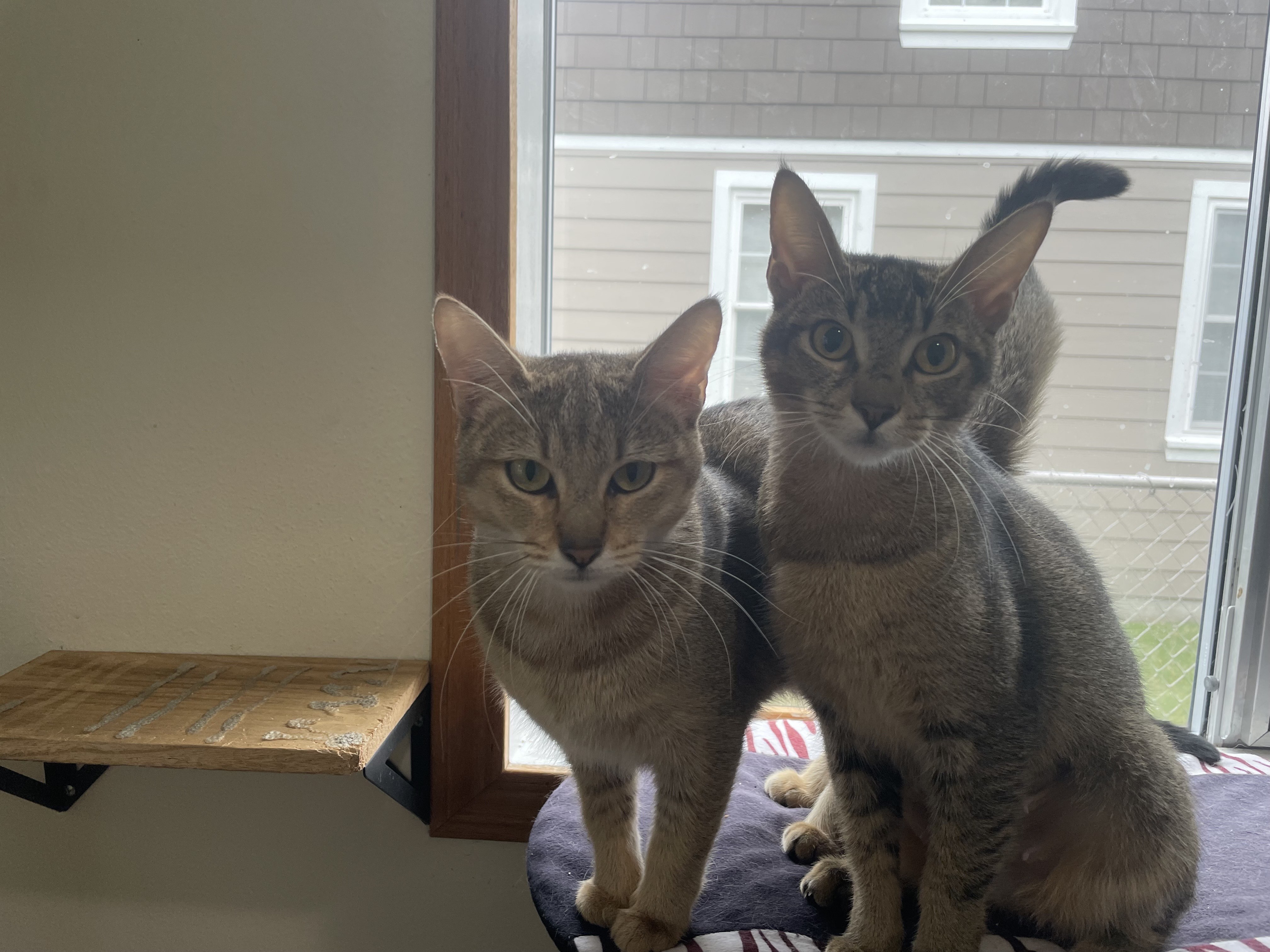 Slinker, an adoptable Domestic Short Hair, Chausie in Bothell, WA, 98012 | Photo Image 3