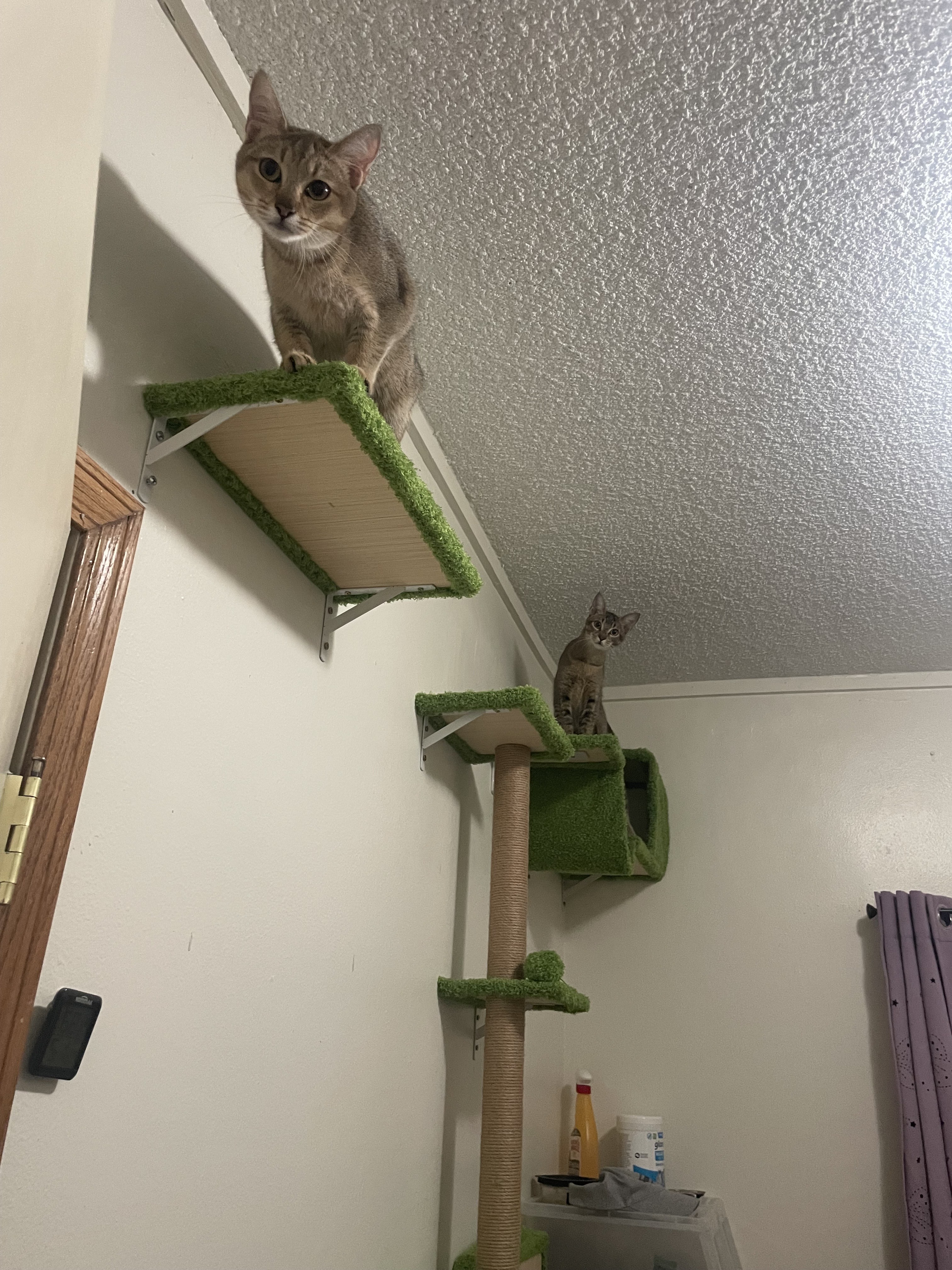 Slinker, an adoptable Domestic Short Hair, Chausie in Bothell, WA, 98012 | Photo Image 4