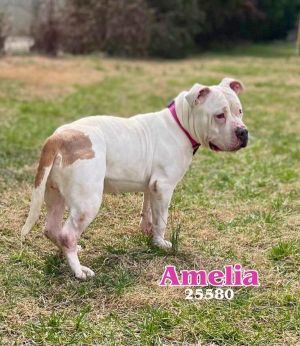 Amelia is a doll and has become a volunteer favorite Shes sweet friendly and loves attention Sh