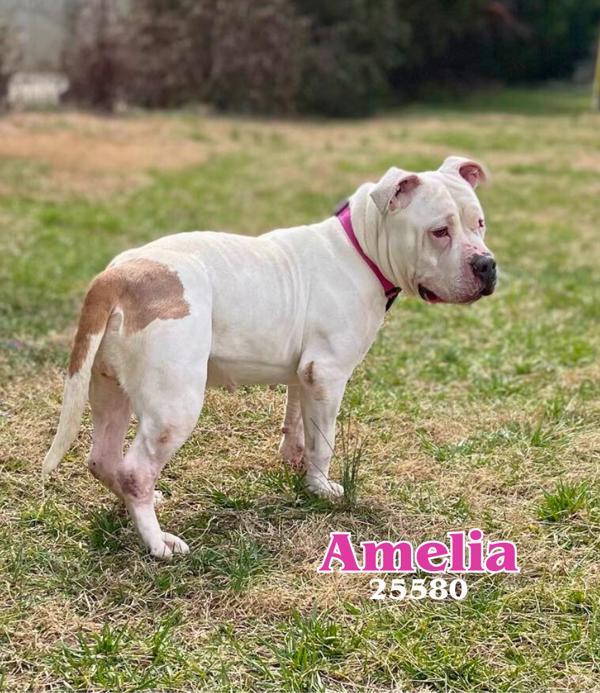 Amelia