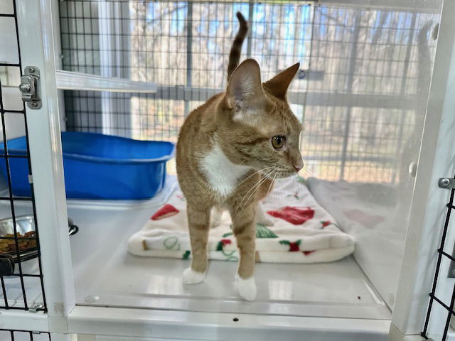 Cheeto - available after spay