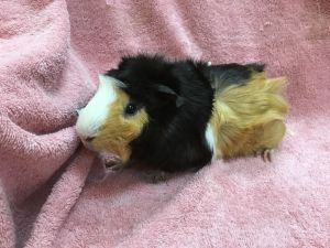 SpunkyAnt, Adult Male Guinea Pig