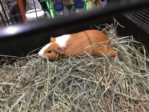 Rich Lady BG Two, Young Female Guinea Pig