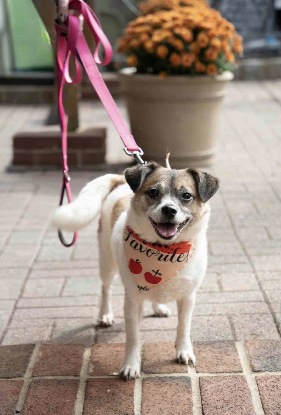 Mari, an adoptable Beagle, Spaniel in Chester, NJ, 07930 | Photo Image 1