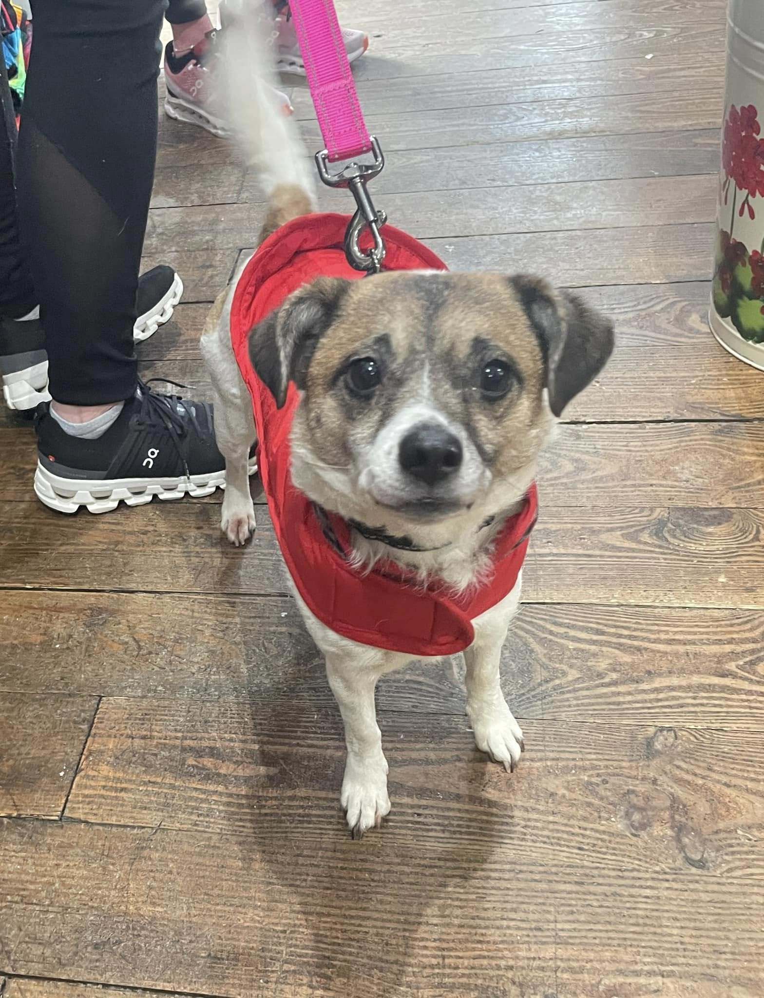 Mari, an adoptable Jack Russell Terrier, Spaniel in Chester, NJ, 07930 | Photo Image 2