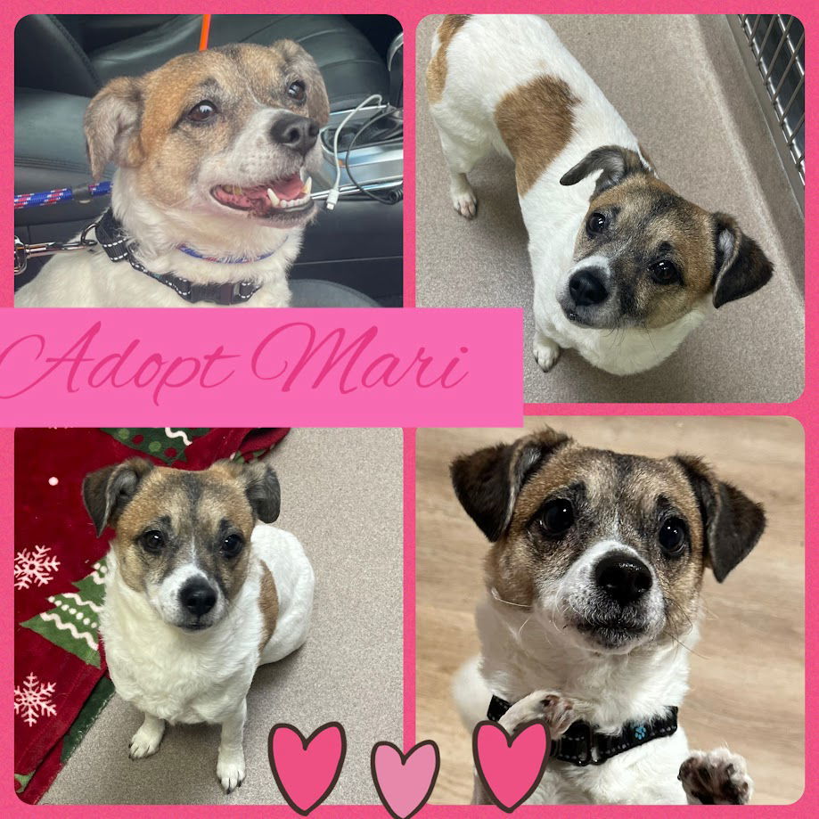 Mari, an adoptable Beagle, Spaniel in Chester, NJ, 07930 | Photo Image 2