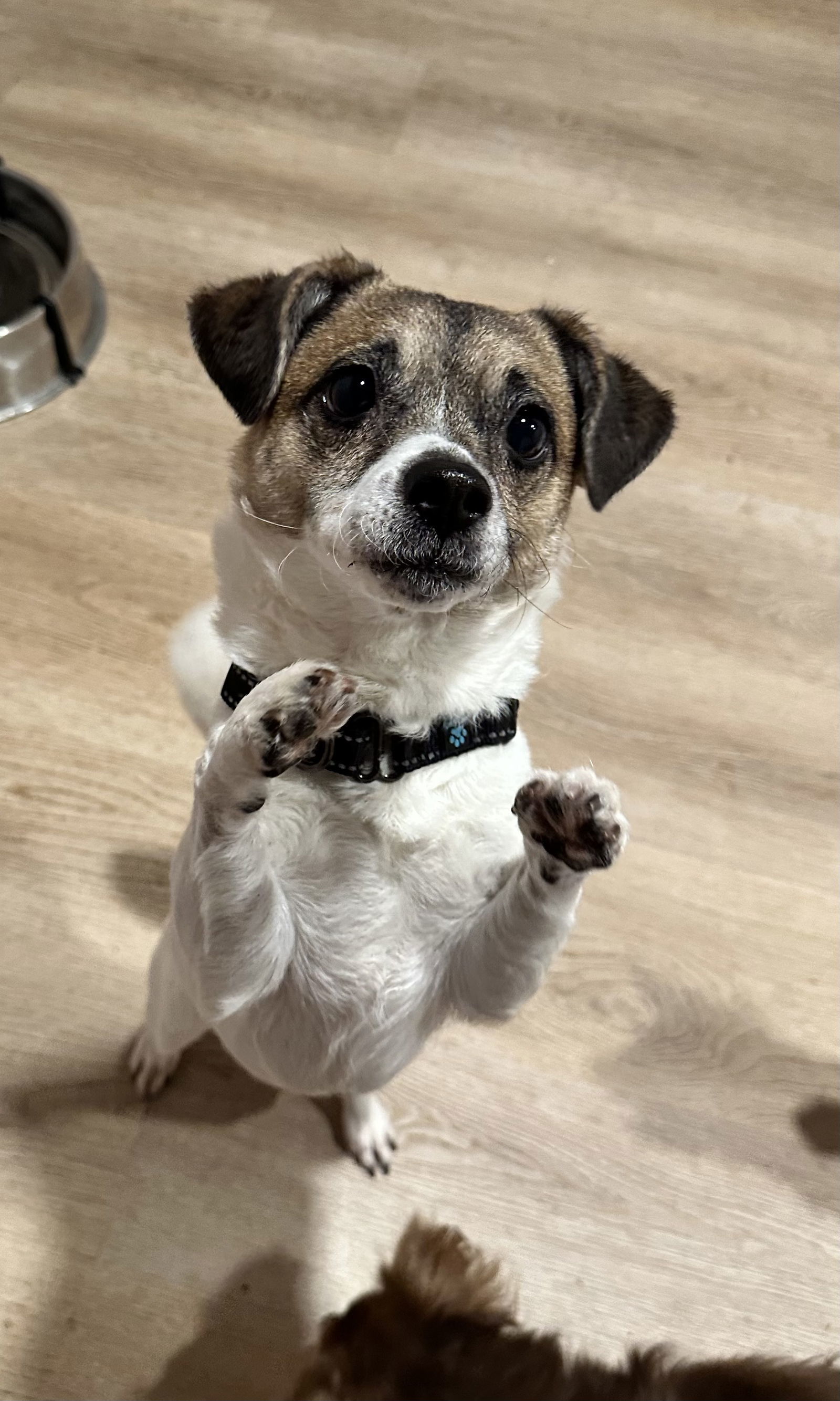 Mari, an adoptable Jack Russell Terrier, Spaniel in Chester, NJ, 07930 | Photo Image 3