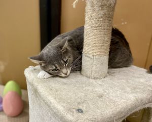 Josie - AH, Adult Female Domestic Short Hair