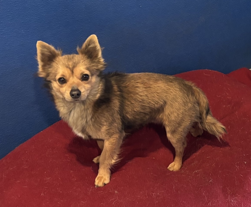 Tucker-chi