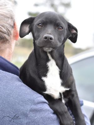 Atlas (A Puppies), Baby Male Labrador Retriever