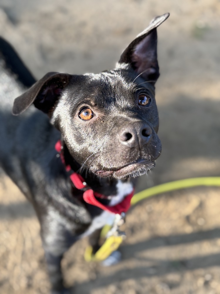 AC - Atlas (A Puppies)