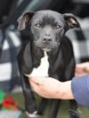 Atlas (A Puppies) photo 2