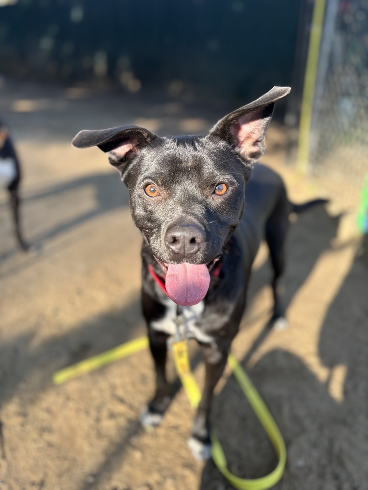 AC - Atlas (A Puppies)