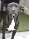 Atlas (A Puppies) photo 3