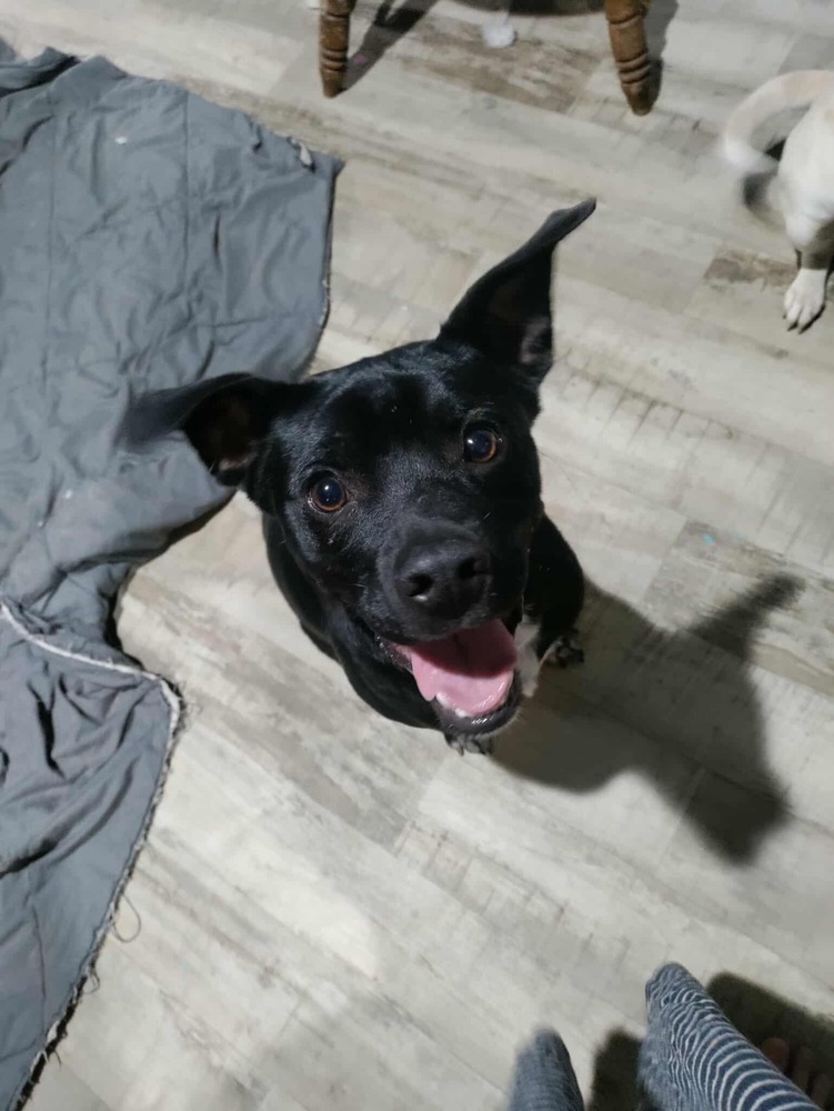 AC - Atlas (A Puppies)