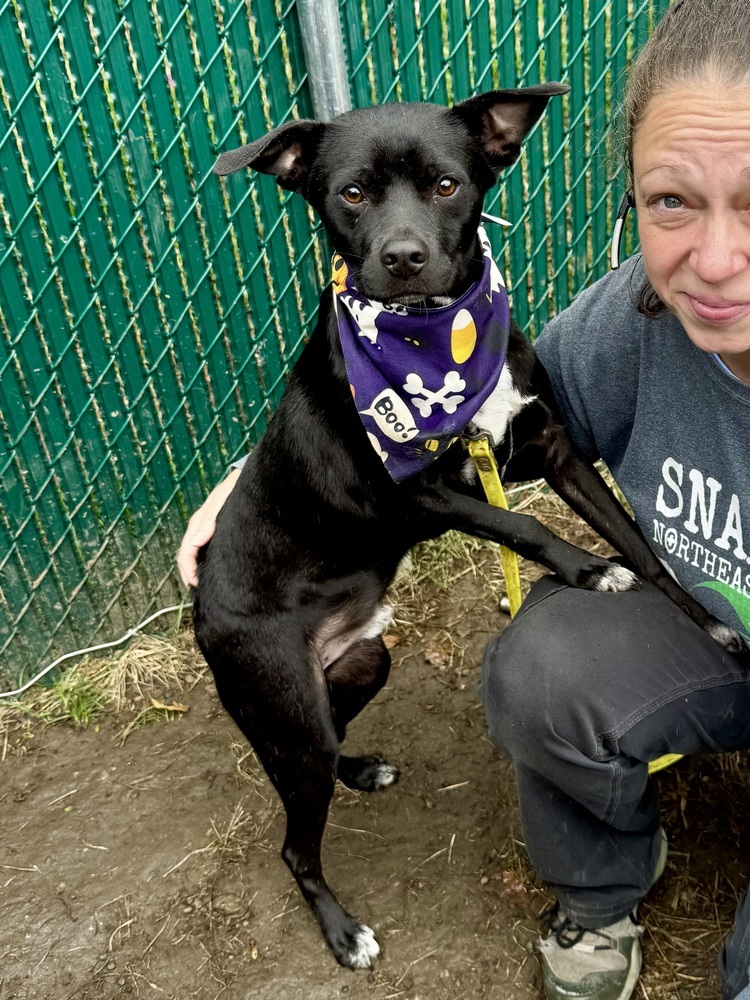 AC - Atlas (A Puppies)