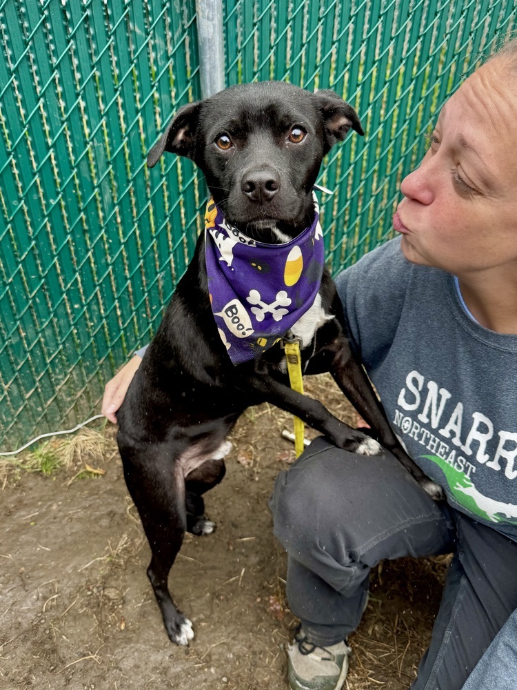 AC - Atlas (A Puppies)